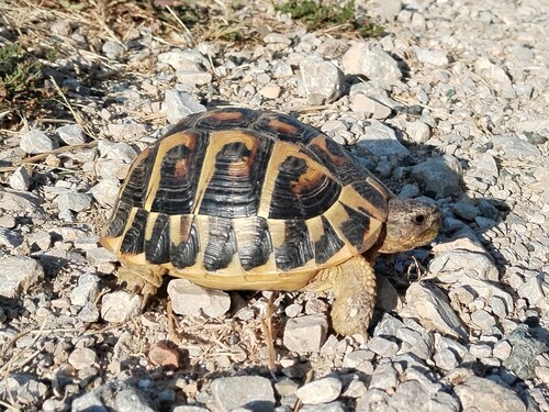 Testudo hermanni hermanni