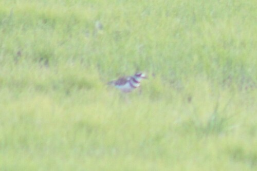 North American Killdeer photographed in Oregon