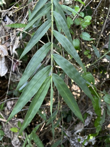 Lasiacis maculata observed 2025-06-17