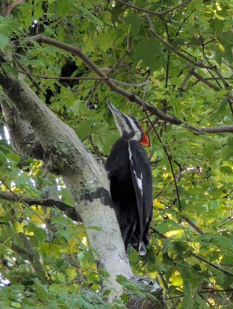Four Pillars Rare Dry Gin (포 필라스 레어 드라이 진)