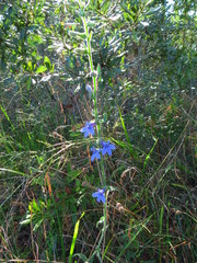 Lobelia reverchonii