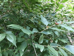 Lonicera maackii