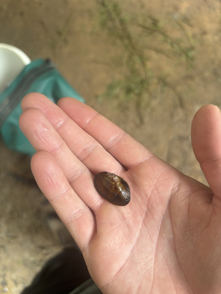 Tar river spinymussel
