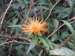 Stifftia chrysantha