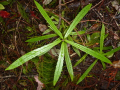 Ixerba brexioides
