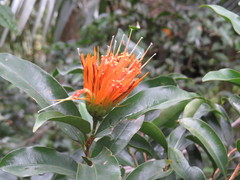 Stifftia chrysantha