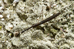 Hydrometra stagnorum