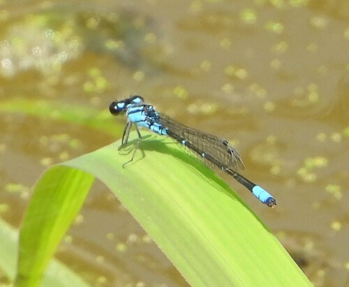 Skimming Bluet photo 3