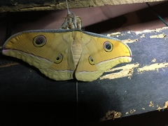 Antheraea cingalesa