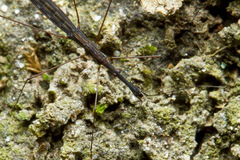 Hydrometra stagnorum