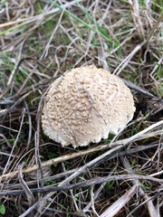 Saproamanita pruittii