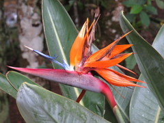 Strelitzia