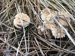 Saproamanita pruittii