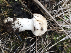 Saproamanita pruittii