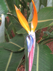 Strelitzia