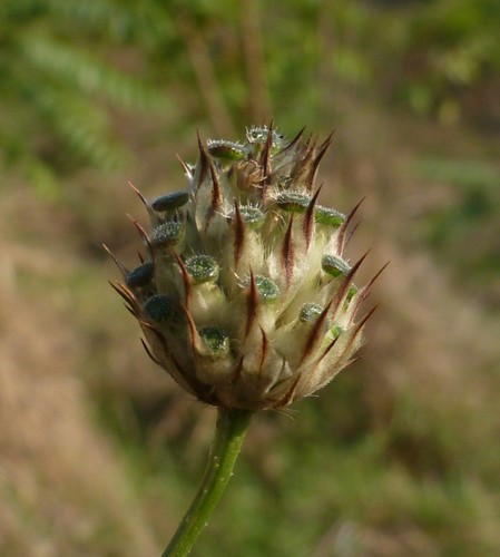 Cephalaria transsylvanica (Cephalaria transsylvanica)