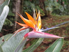Strelitzia