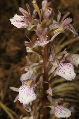 Corallorhiza macrantha