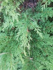 Microbiota decussata