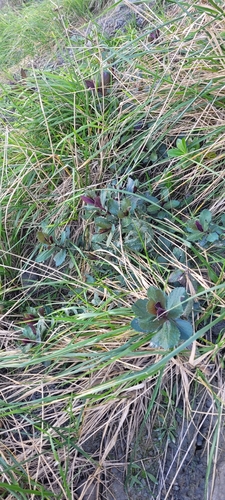 Senecio banksii observed 2025-06-26