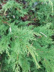 Microbiota decussata