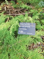 Microbiota decussata