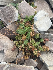 Potentilla brevifolia