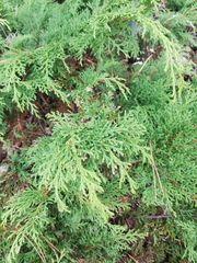 Microbiota decussata