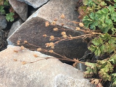 Potentilla brevifolia