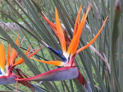 Strelitzia