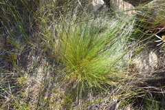 Schoenus gracillimus