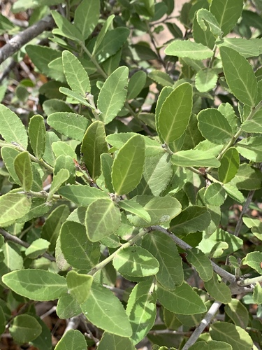 Mystroxylon aethiopicum subsp. schlechteri image