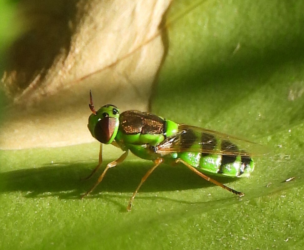 Odontomyia cincta