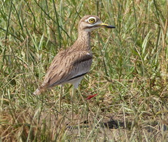 Burhinus senegalensis