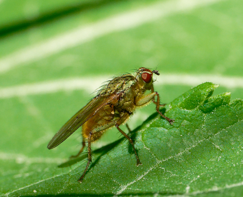 iNaturalist observation photo of Scathophaga
