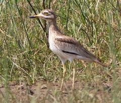 Burhinus senegalensis