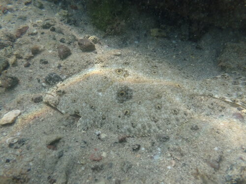 Cortez flounder (Paralichthys aestuarius) — Paralichthyidae — 5