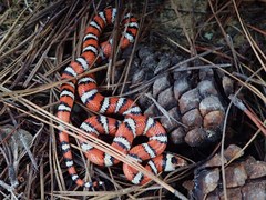 Lampropeltis zonata