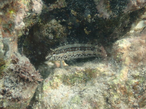 Sonoran Blenny