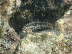 Sonora Blenny photo 5