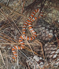 Lampropeltis zonata