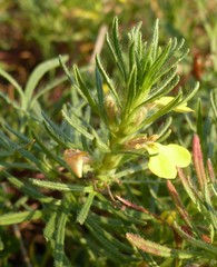 Ajuga chamaepitys chia