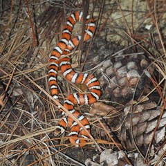 Lampropeltis zonata