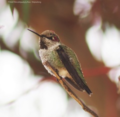 Calypte anna