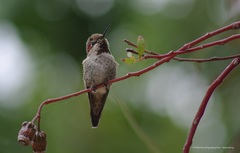 Calypte anna