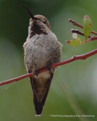 Calypte anna