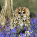 Tawny Owl - Photo (c) hehaden, some rights reserved (CC BY-NC)