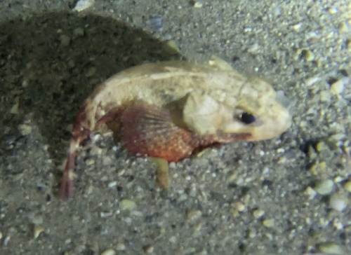Mushroom scorpionfish (Scorpaena inermis) — Scorpaenidae