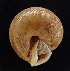 Triodopsis henriettae