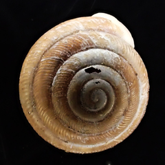 Triodopsis henriettae